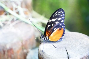 Resting Monarch